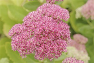 Showy stonecrop (Sedum spectabile) flowering, ornamental plant, North Rhine-Westphalia, Germany,