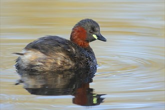 Little grebe (Tachybaptus ruficollis), adult bird in its plumage, on a lake, Stuttgart,