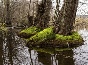 Trees in the damp ground by the Bodden, Binz, Rügen, Mecklenburg-Western Pomerania, Germany, Europe