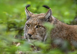 Close-up of Eurasian lynx (Lynx lynx) looking through leaves in undergrowth of forest