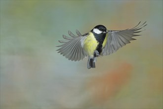 Great tit (Parus major), male in flight, high-speed aerial photograph Wilnsdorf, North