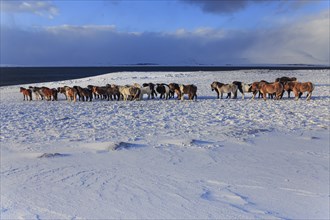 A herd of Icelandic horses standing in a snowstorm on the coast, winter, Akureyri, North Iceland,