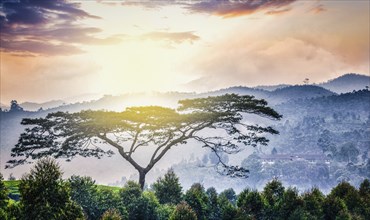 Panorama of lonely tree on sunrise in hills. Kerala, India, Asia