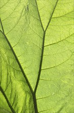 Close-up of a green leaf with clear structure and light flooding through, showing the details and