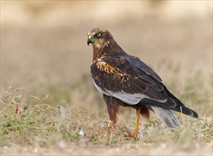 Male marsh harrier (Circus aeruginosus) on its prey, Catalonia, Spain, Europe