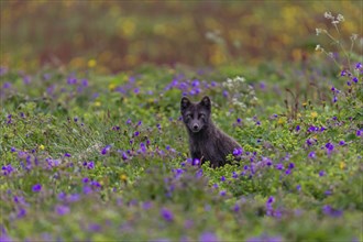 Dark arctic fox (Vulpes lagopus), ice fox, standing in a flower meadow, frontal, summer,