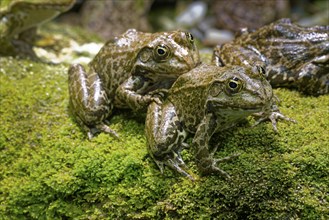 Sea frog (Pelophylax ridibundus), order of frogs in the family of true frogs, captive, occurring in