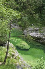 Emerald green river Pozze Smeraldine, Tramonti di Sopra, Province of Pordenone, Italy, Europe