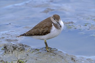 Common sandpiper (Actitis hypoleucos, Tringa hypoleucos) resting in mud along muddy pond shore in