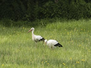 White stork (Ciconia ciconia) foraging in a meadow, North Rhine-Westphalia, Germany, Europe