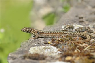 Common wall lizard (Podarcis muralis), European wall lizard, Male sunbathing on a wall, Other