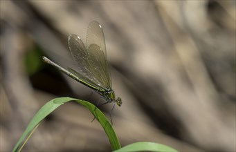 Emerald Damselfly (Lestes sponsa), Lower Austria