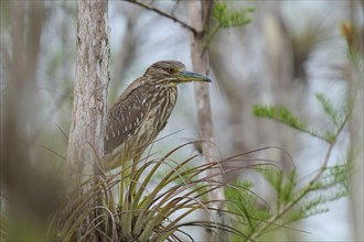 Night heron (Nycticorax nycticorax), young bird on Bromelia, spring, Everglades National Park,