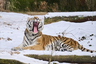 Siberian tiger (Panthera tigris altaica) lying in the snow in winter, captive, Germany, Europe