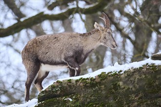 Alpine ibex (Capra ibex) female in winter, snow, Bavaria, Germany, Europe