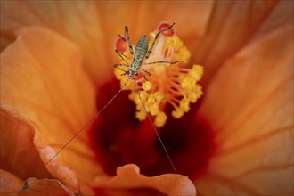 Grasshopper on hibiscus or marshmallow flower (Hibiscus), Baden-Württemberg, Germany, Europe