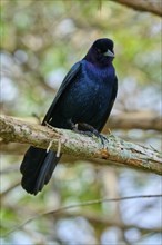 Common Grackle (Quiscalus quiscula), two birds on tree, Wakodahatchee Wetlands, Delray Beach,