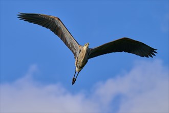 Great blue heron (Ardea herodias), in full flight against a clear blue sky, showcasing its wings