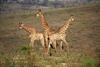 Cape giraffe (Giraffa camelopardalis giraffa), adult, male, group, three animals, social behaviour,