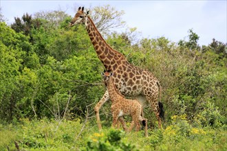 Cape giraffe (Giraffa camelopardalis giraffa), adult female with juvenile, foraging, Saint Lucia