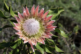 King Protea (Protea cynaroides), flower, flowering, flower, in spring, Kirstenbosch Botanical