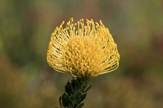 Pincushion protea (Leucospermum cordifolium), flower, flowering, silver tree plant, Kirstenbosch