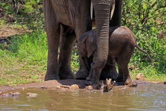 African elephant (Loxodonta africana), young animal, calf, baby elephant, mother, young animal with