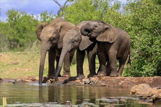 African elephant (Loxodonta africana), three young animals, at the water, drinking, group, Kruger