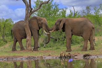 African elephant (Loxodonta africana), adult, male, two bulls, fighting, wrestling, at the water,