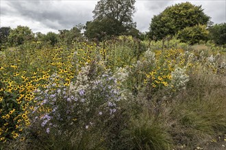 October coneflower (Rudbeckia triloba) in a steppe planting in the Berggarten Hannover, Lower