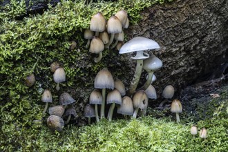 Fairies bonnet (Coprinus disseminatus) and ringed beech mucilage (Oudemansiella mucida), Emsland,