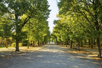 Wide walkway through densely leafy trees in Schönbrunn Palace Park, sunny and shady areas, peaceful