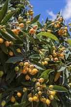 Well-lit tree with a multitude of yellow fruits and dense green leaves against a blue sky, Japanese