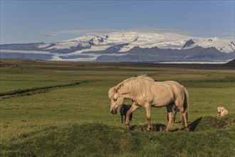 Icelandic horses, meadow, behind them Vatnajökull, Iceland, Europe