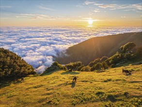 Aerial view of sunrise above clouds and green hills with cows grazing at Fanal mountain, Madeira