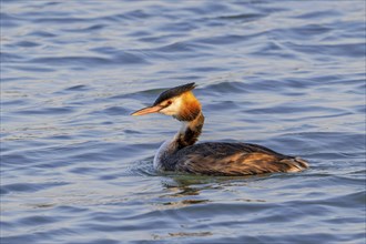 Great crested grebe (Podiceps cristatus) in breeding plumage swimming in pond in late summer,