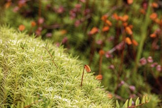 Close up at beautiful Haircap moss (Polytrichum commune) with capsules in a bog