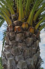 Trunk of a palm tree (Arecaceae), Bad Kissingen, Lower Franconia, Bavaria, Germany, Europe