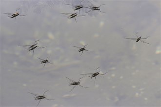 Water strider, September, Germany, Europe