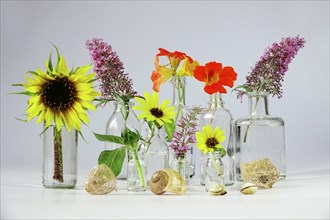 Still life with glasses and garden cress, sunflowers, Germany, Europe