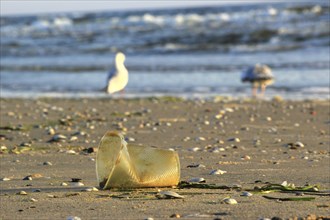 Plastic waste on the beach of the Baltic Sea, September, Germany, Europe