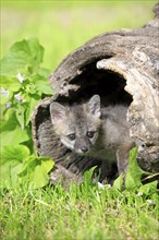 Grey fox (Urocyon cinereoargenteus), young, looking out of tree den, tree, nine weeks old, Montana,