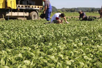 Agriculture lettuce harvest: Harvest workers from Romania harvest Mini Romana in Hockenheim