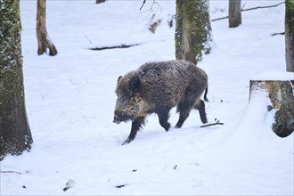 Wild boar (Sus scrofa) in a forest in winter, snow, Bavaria, Germany, Europe