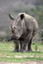 White rhino, white rhino (Ceratotherium simum), adult foraging, Hluhluwe Umfolozi National Park,