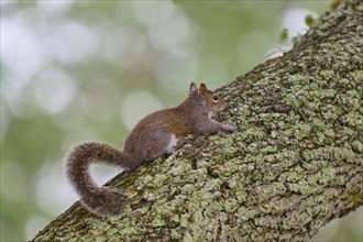 Grey Squirrel (Sciurus carolinensis), climbing on tree, springtime, Florida, USA, North America