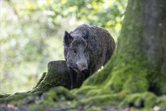 Wild boar (Sus scrofa), boar, Vulkaneifel, Rhineland-Palatinate, Germany, Europe