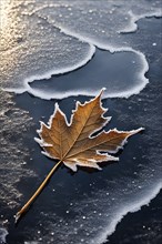 Delicate leaf resting on the surface of a frozen puddle, with intricate ice crystals forming