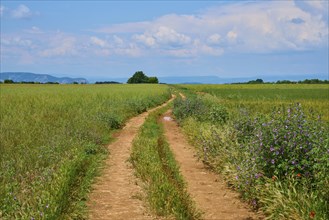 A country lane leads through flowering meadows under a blue sky with clouds, Valensole,