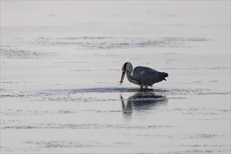 Grey heron (Ardea cinerea) on the hunt, animal portrait, Bagges Dæmning, Ringkøbing Fjord, Denmark,